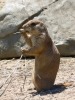 PICTURES/Adventures With Quinn/t_Prairie Dog Eating2.JPG